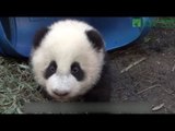 Baby panda Yuanzai, bidang-bida sa Taipei zoo