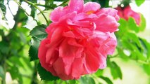 How to Grow Roses | P. Allen Smith Classics