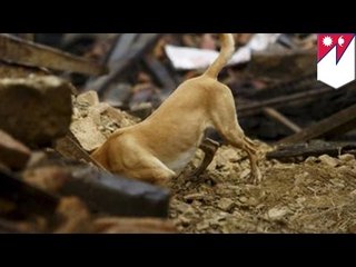 Собаки-спасатели приходят на помощь пострадавшим в Непале