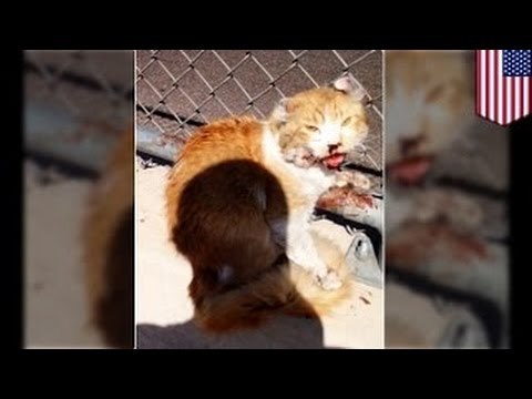 Ура! Добрый человек спас котика от верной гибели!