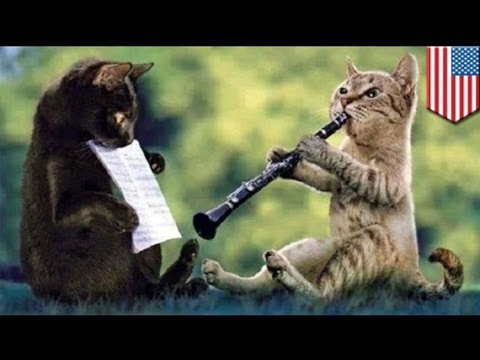А ваша кошка играет на фортепьяно?