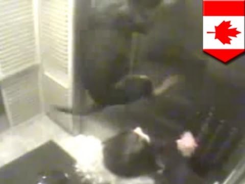 Ротвейлер чуть не погиб в лифте