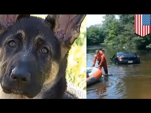 Dog driving car! German shepherd puppy drives Dodge Neon into lake