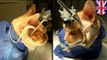 Shocking animal experiment: Cats' skulls cracked open and electrodes inserted into brains