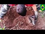 Amazing animal rescue: dog buried alive for two days saved by firemen in Brazil