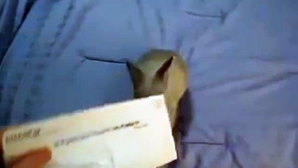 Rabbit Can Open The Letter