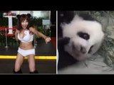 Taipei City Councilor, nag-organize ng anti-panda street performance!