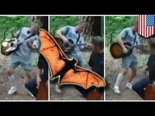 Download Video: Nietoperz ze wścieklizną atakuje! Mężczyzna pogryziony podczas gry na gitarze.