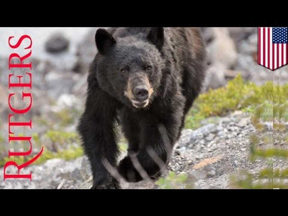 Student zabity przez niedźwiedzia.