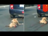 Chiny: mężczyzna ciągnie psa za samochodem. Internet grzmi.