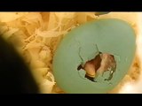 Incubating baby robin egg hatching! Peeping-Hatching-First hour of life-First feeding