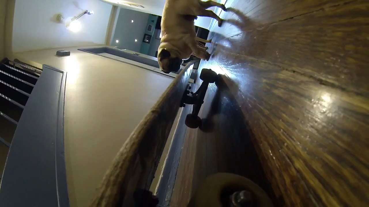 Pug on Skateboard!