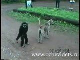 monkey messes with dog