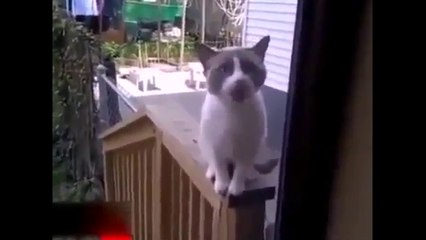Un chat terroriste ! (Humour)