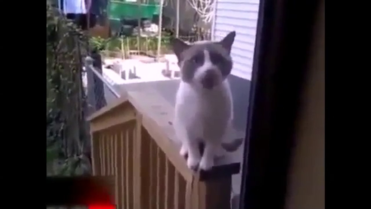 Un chat terroriste ! (Humour)