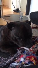 Playful dog makes incredibly unique sounds