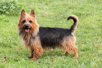 Australian Terrier