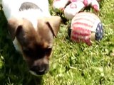 5 Jack Russell Terrier PUPPIES Playing with MOM