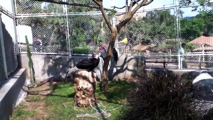 2 El Cóndor, el ave voladora más grande del Mundo, en el Perú