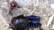 Red Ants vs Carpenter Bee Fight to the Death | Bug Fights | Insect Fights | Insect Wars