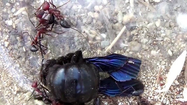 Red Ants vs Carpenter Bee Fight to the Death | Bug Fights | Insect Fights | Insect Wars