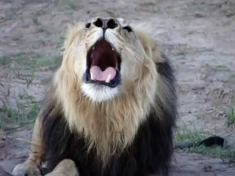 Lion Roaring!!
