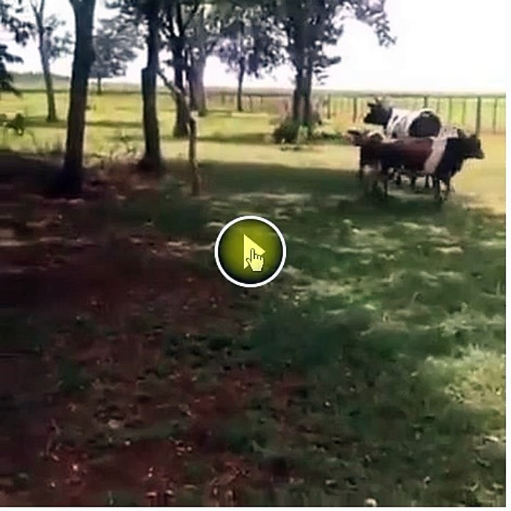 Abstenez-vous des boucs, un vient de mettre une vache K.O, regardez !