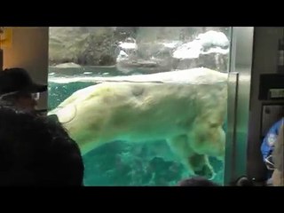 2012年1月13日　旭山動物園　ホッキョクグマ　イワンのもぐもぐタイム
