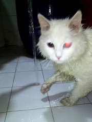 Persian cat playing with water