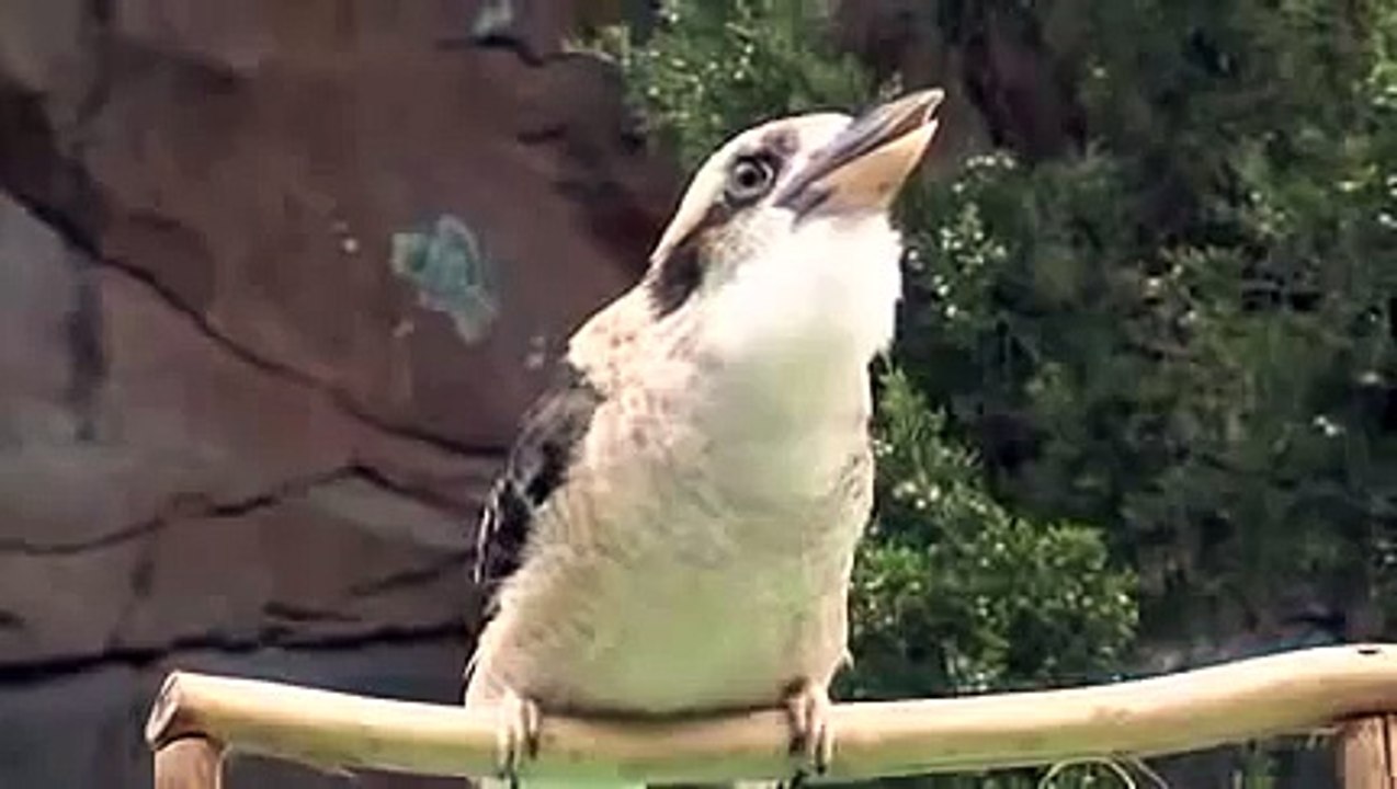 Pájaro rarísimo canta aun mas raro