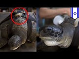 Prosthetic fin for endangered green sea turtle helps it swim again