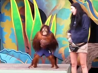Very Very Smart (Orang Utan) - EXTREMELY FUNNY................!!!!!!!!!!!!!!!!!!!!!!!!!!!!