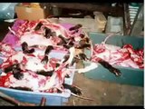 ▶ Cat & Dog Massacre in China --- Please HELP!