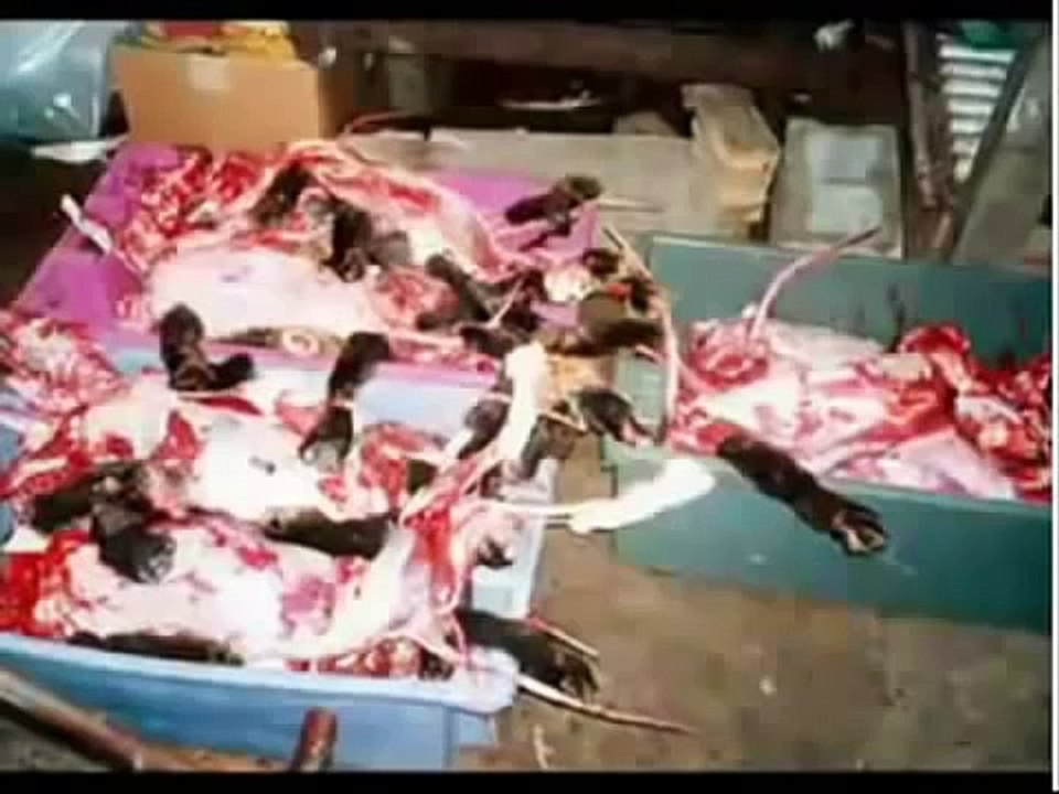▶ Cat & Dog Massacre in China --- Please HELP!