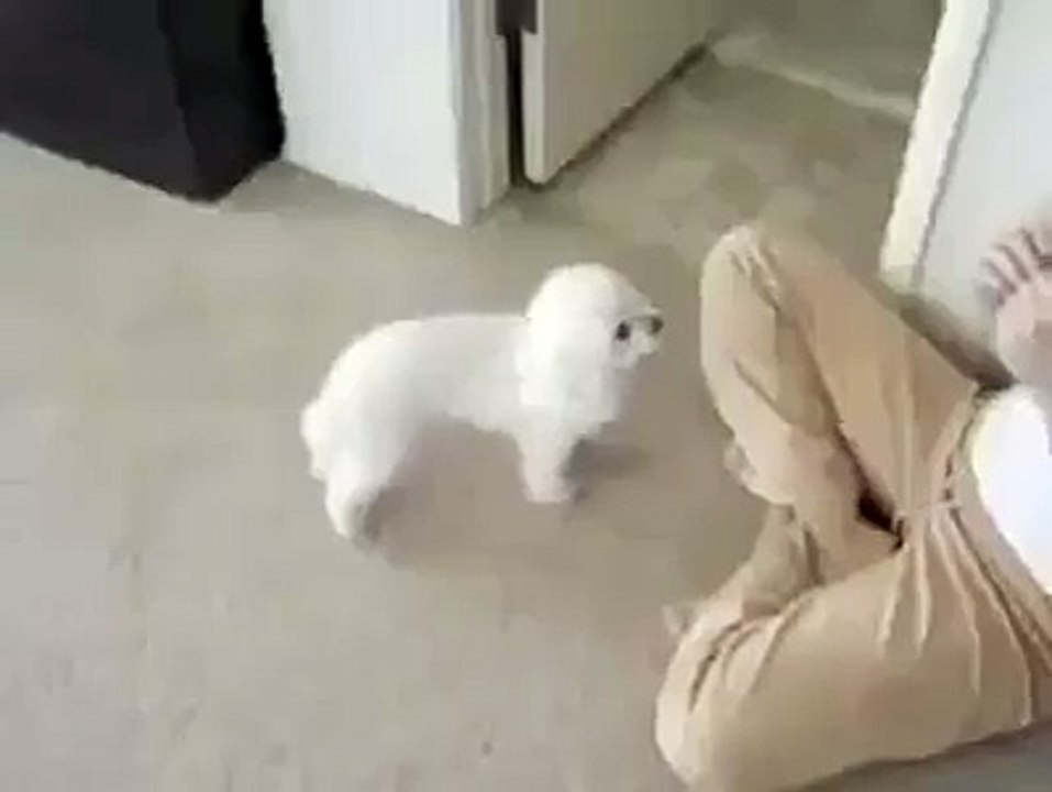 Very beutiful dog