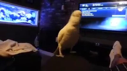 Cet oiseau est un fan de Rap old school