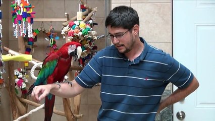 Santina Green Winged Macaw - First Christmas Present