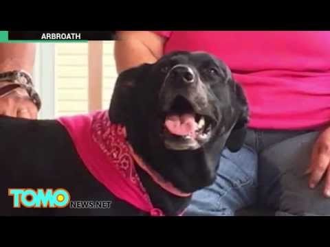 コントか！　怖がり犬原因で、軽トラがプールへ…