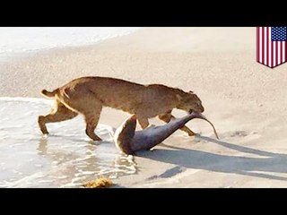 巨大なネコがサメをくわえる画像、ネットで大拡散