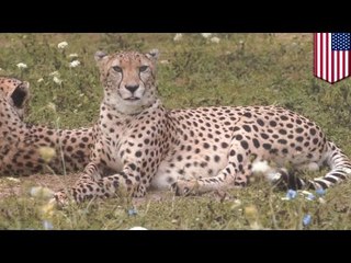 チーターの檻に子供を落とした母…救いに父が中へ！