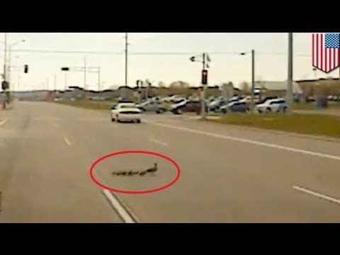 Dash cam video: Cool cop stops traffic to let mother duck and ducklings cross road