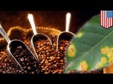 'Coffee rust' threatening coffee plantations for gourmet coffee beans