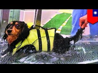 Dachshunds are the most expensive dogs to treat