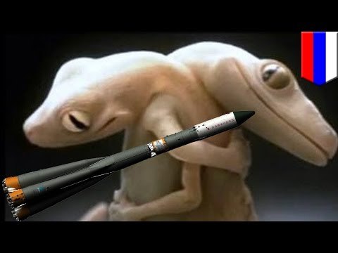 Rosja odzyskuje kontrolę nad satelitą z kosmicznymi gekonami.