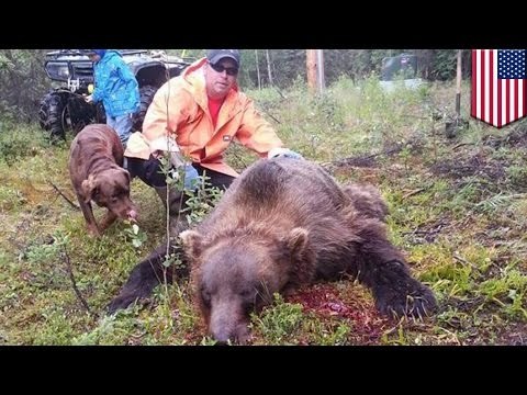 Mężczyzna zabija niedźwiedzia, który próbował włamać się do jego domu.