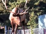 Elk in a TIZZY in Estes Park, Colorado