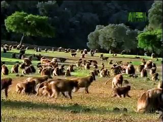 Fooled by Nature - Baboon Harems