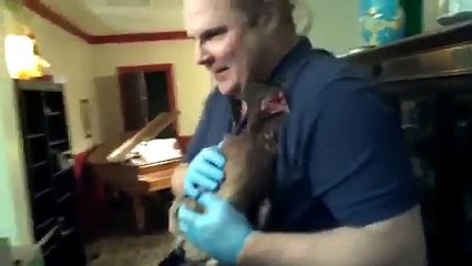 How to give a shot to a chicken - Intramuscular Injection