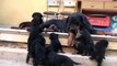 Rottweiler  Puppies playing