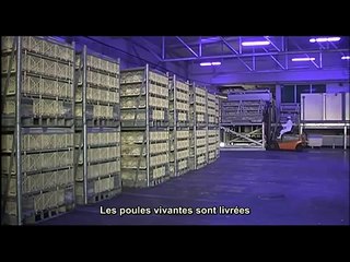We Feed the World, Le Marché de la faim - Extrait "Les poulets"